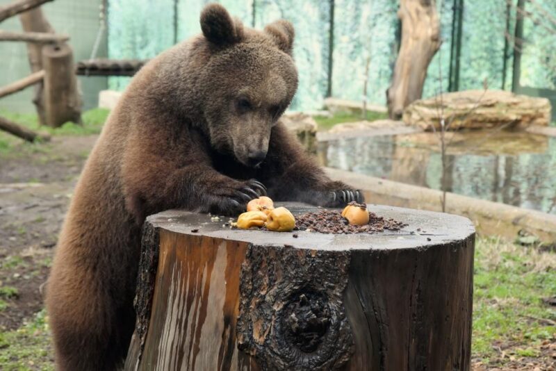 Accorgimenti Anti Freddo Al Bioparco Di Roma Tusciatimes Eu It